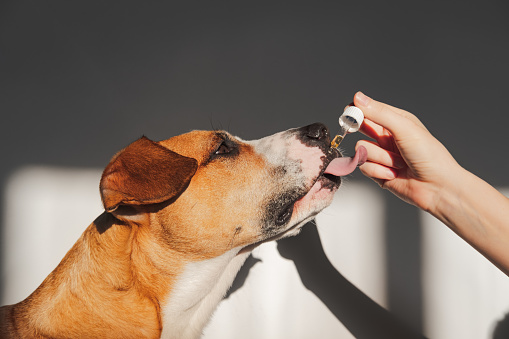A Guide to CBD Oil to Help Your Dog with Seizures